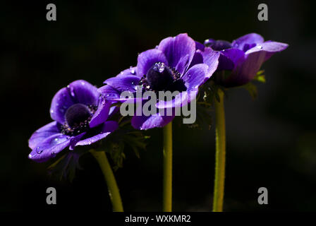 Baum lila Anemonen, die in einem dunklen Hintergrund. Mit Tropfen Wasser auf ihre Blütenblätter. Close-up. Bokeh Stockfoto