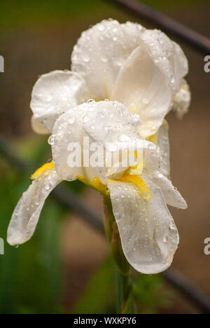 Schöne, weiße und gelbe Iris mit einigen Tropfen Wasser auf ihre Blütenblätter. Stockfoto