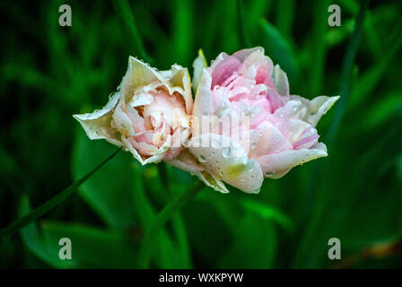 Schöne Doppelzimmer Tulip in Zartrosa, zwischen dem Gras und Blätter treibt, in einem grünen Hintergrund. Close-up. Bokeh Stockfoto