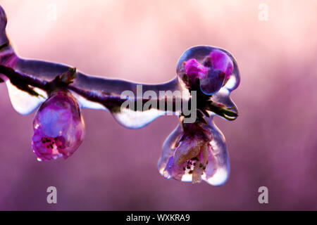 Iced Blumen, um t-Schutz gegen die Kälte. Sunrise. Rosa schöne Blumen. Stockfoto