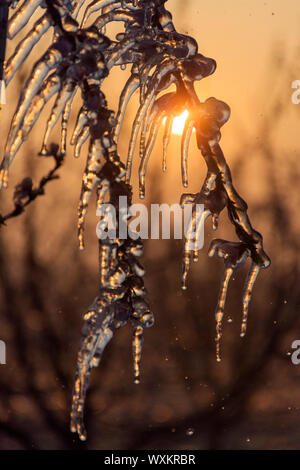 Iced Blumen, um t-Schutz gegen die Kälte. Sunrise. Rosa schöne Blumen. Stockfoto