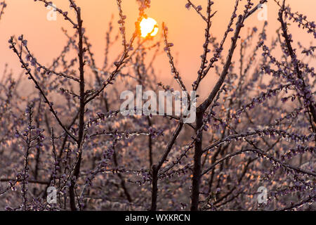 Iced Blumen, um t-Schutz gegen die Kälte. Sunrise. Rosa schöne Blumen. Stockfoto