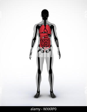 Schwarze und graue digitale Skelett Körper stehend mit sichtbaren Organe Stockfoto