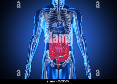Digital blue menschlichen mit hervorgehobenen Verdauungssystem auf blauem Hintergrund Stockfoto