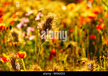 Golden Spike in einem defokussierten Hintergrund der Mohnblumen und wilde Blumen.. Bokeh. Stockfoto