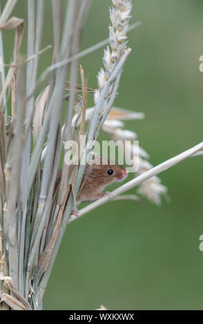 Ernte Maus: Micromys Minutus. Captive Tier Stockfoto