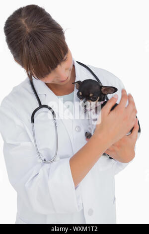 Bezüglich der Tierarzt hält einen niedlichen Chihuahua auf weißem Hintergrund Stockfoto