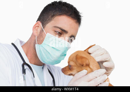 Männliche Tierarzt halten und prüfen das Ohr ein Chihuahua auf weißem Hintergrund Stockfoto