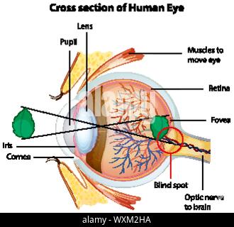 Diagramm mit Querschnitt durch das menschliche Auge Abbildung Stock Vektor