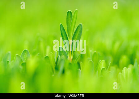 Grünes Blatt aus der Masse heraus. Konzept der Vielfalt, Individualität und Führung, sowie natürliche Heilung und alternative Medizin. Stockfoto