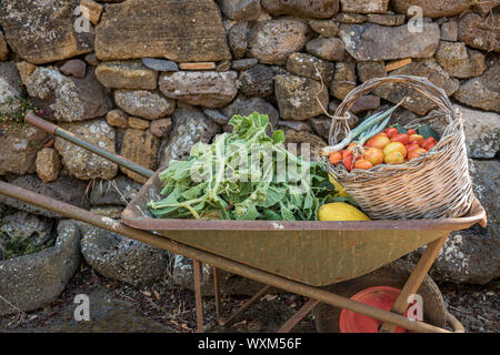 Frisches Gemüse und Obst in einer Schubkarre. Lange squash Blätter, Melonen und Weidenkorb mit Tomaten, Schnittlauch und Zucchini Stockfoto