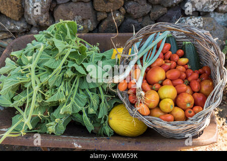Frisches Gemüse und Obst in einer Schubkarre. Lange squash Blätter, Melonen und Weidenkorb mit Tomaten, Schnittlauch und Zucchini Stockfoto