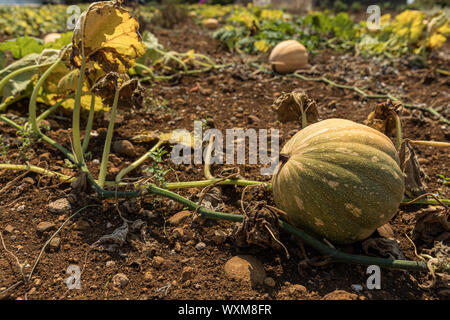 Unreife Kürbis in einem Gemüsegarten wachsen Stockfoto