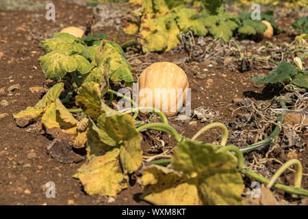 Kürbis Feld. Kürbisse wachsen in einem Gemüsegarten Stockfoto