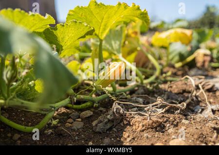 Nahaufnahme einer gelben Kürbis Blume. Kürbis in der Blüte Stockfoto