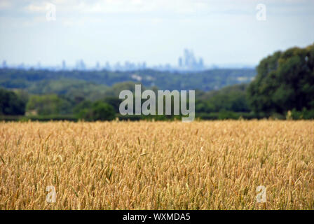 London von der North Downs in Reigate, Surrey. Skyline von London mit Feldern. London ist von einem grünen Gürtel von Wäldern und Feldern umgeben. Fokus auf Feld. Stockfoto