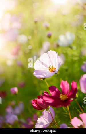 Blumen (Gattung Kosmos) im Abendlicht. Kurze Schärfentiefe. Stockfoto