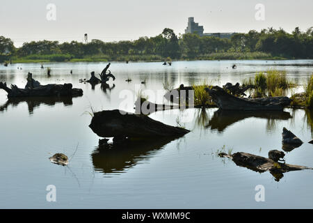 Log-Teich, beschossen Luodong Forstwirtschaft-Kultur-Garten, Yilan county Stockfoto