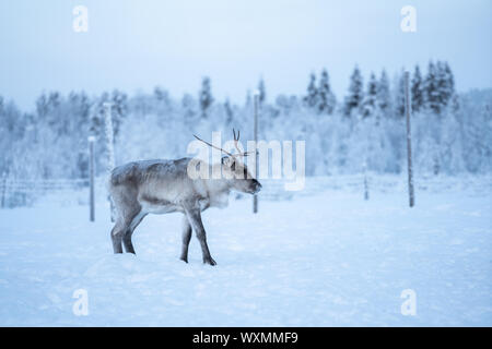 Rentier, stehend auf einem Schnee- und rechts in Äkäslompolo, Lappland, Finnland suchen Stockfoto