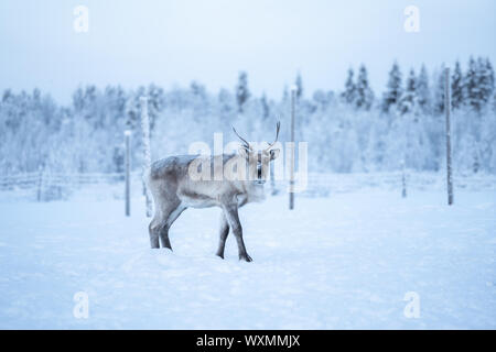 Rentier, stehend auf einem Schnee- und an der Kamera in Äkäslompolo, Lappland, Finnland suchen Stockfoto
