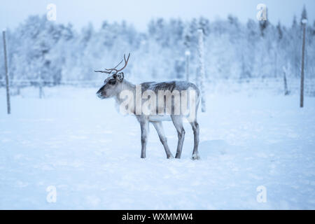 Rentier, stehend auf einem Schnee und Suchen in Äkäslompolo, Lappland, Finnland links Stockfoto