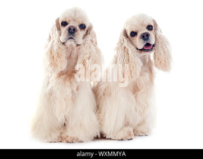 amerikanischer Cockerspaniel Spaniels vor weißem Hintergrund Stockfoto