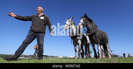 Edward Allen von der Glen von imaal in Co Wicklow mit Pferden Fred und Roxy auf nationaler Pflügen Meisterschaften in Carlow, Irland. Stockfoto