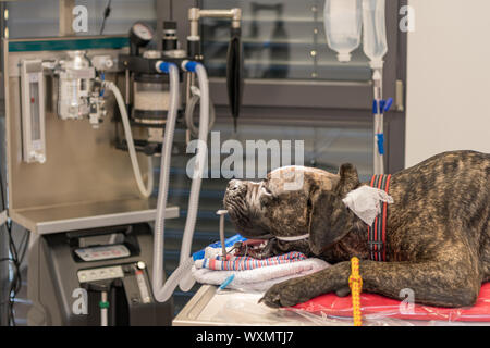 Hund intubierten in kleinen Operationssaal der tierärztlichen Klinik Stockfoto
