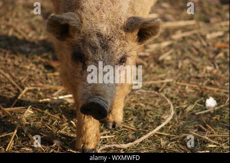 Ungarischen Mangalitza Schwein, ein sehr lockigen Haaren Tier Stockfoto