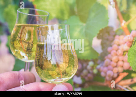 Verkostung der aktuelle Jahrgang von einem weißen Wein auf einem Weinberg Stockfoto