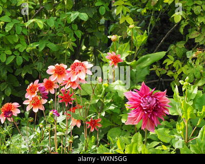 Chenies Manor Garden Detail eines Sommers Grenze mit 'Totally Tangerine' Dahlien und 'American Dawn' Sorten; von Schattierungen von Orange und dunkelrosa. Stockfoto