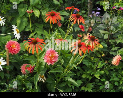 Dahlie 'Orange Fubuki" und "Echinacea ombrero Hot Coral' im Sommer floer Grenze bei Chenies Manor Garden im Sommer. Stockfoto