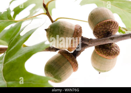 Eichel Früchte mit verlässt isolierten auf weißen Hintergrund Stockfoto