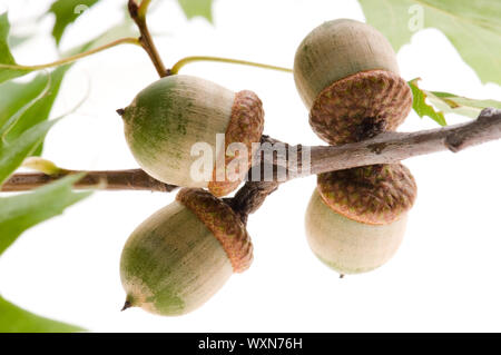 Eichel Früchte mit verlässt isolierten auf weißen Hintergrund Stockfoto