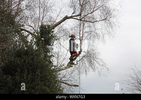 Ein Baum Chirurgen bei der Arbeit mit einer Kettensäge ist die Reduzierung der Größe von einem silbernen Birke Stockfoto