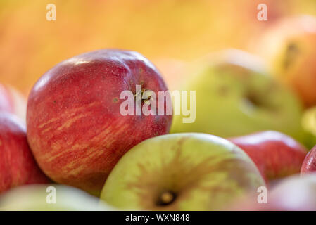 Reife äpfel Fallen gegen glühende verschwommenen Hintergrund in der Saison Herbst Stockfoto