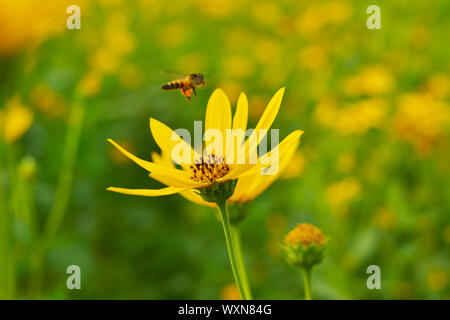 Jerusalem Artischocken Sonnenblume und Biene Stockfoto