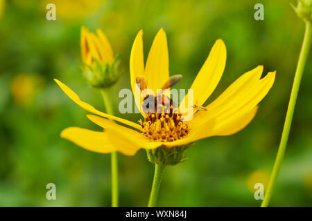 Jerusalem Artischocken Sonnenblume und Biene Stockfoto