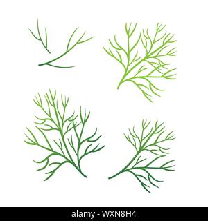 Realistische frischer Dill blatt Kraut. Isolierte flache Vektor Element für Werbung Plakat oder Banner. Vector Illustration auf weißem Hintergrund isoliert Stock Vektor