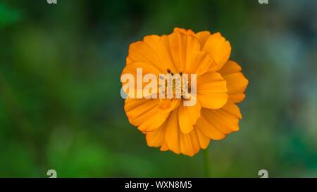 Eine Makroaufnahme der hellen Lichter eine orange Cosmos'' Blüte. Stockfoto