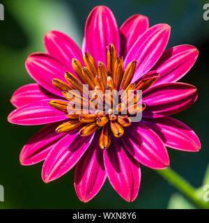 Eine Makroaufnahme eines Osteospermum blühen. Stockfoto