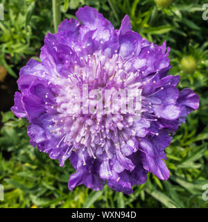 Eine Makroaufnahme eines scabious blühen. Stockfoto