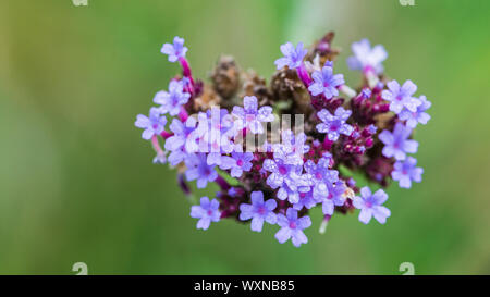 Eine Makroaufnahme von einigen Eisenkraut buenos aires Blüten. Stockfoto