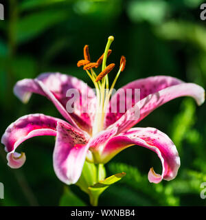 Eine Makroaufnahme einer Rosa orientalische Lilie Blüte. Stockfoto