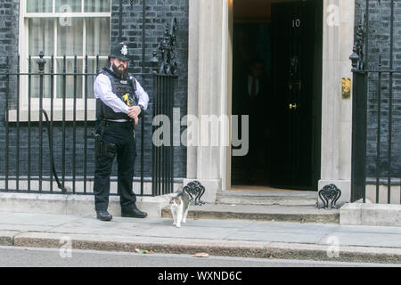 London, Großbritannien. 17 Sep, 2019. Larry der Chief mouser und Katze das Cabinet Office ist gesehen zu Fuß aus Downing Street 10 Credit: Amer ghazzal/Alamy leben Nachrichten Stockfoto