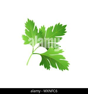 Realistische frische Petersilie blatt Kraut. Isolierte flache Vektor Element für Werbung Plakat oder Banner. Vector Illustration auf weißem Hintergrund isoliert Stock Vektor