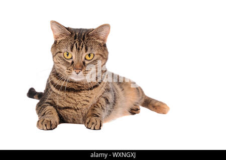 Ein Mürrischer, Tabby Cat Festlegung auf weißem Hintergrund Stockfoto