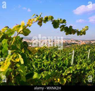Requena in Valencia Provinz eine Weinregion Spaniens aus Weingarten Stockfoto