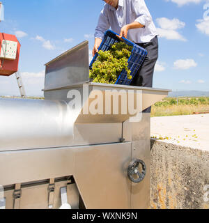 Chardonnay Wein Winzer Trauben Abbeermaschine Zerkleinerung Maschine am Mittelmeer Stockfoto