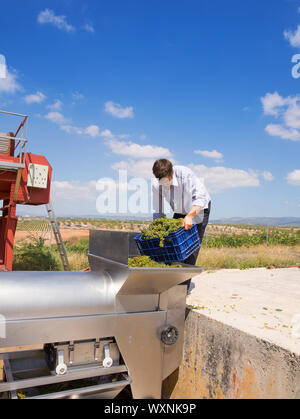 Chardonnay Wein Winzer Trauben Abbeermaschine Zerkleinerung Maschine am Mittelmeer Stockfoto